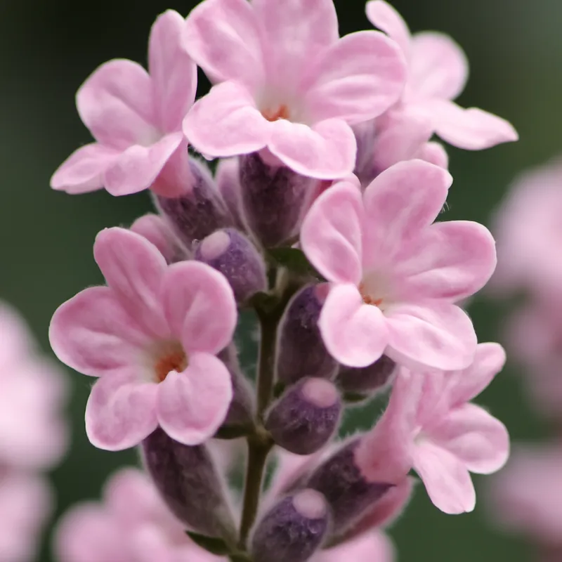 Lavendel – roze – afbeelding 2