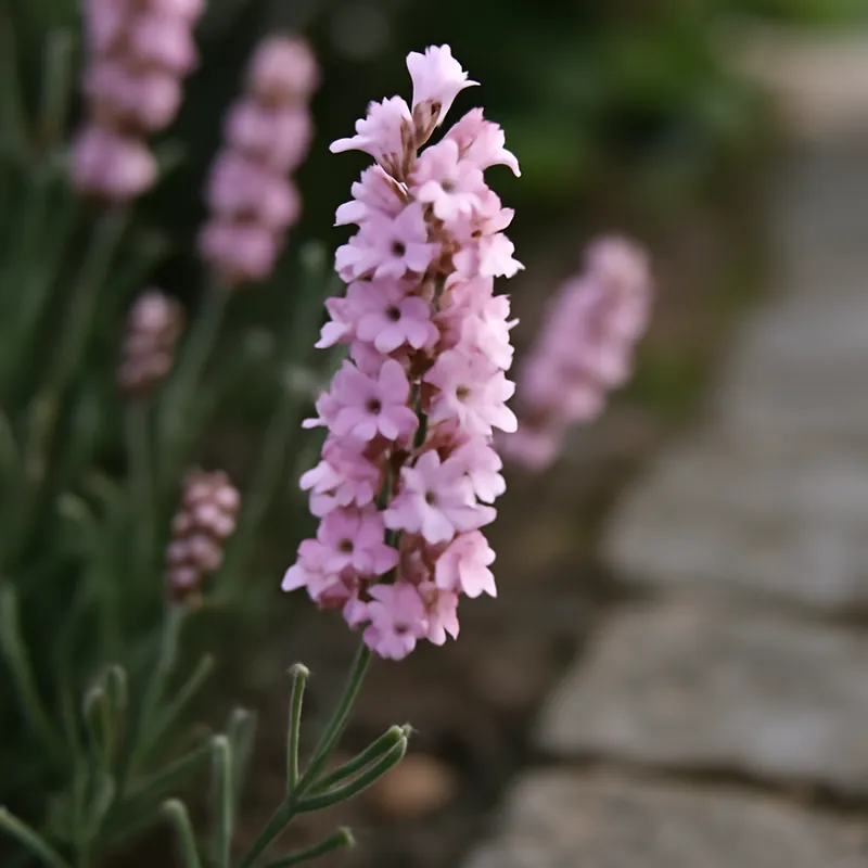 Lavendel – roze – afbeelding 4