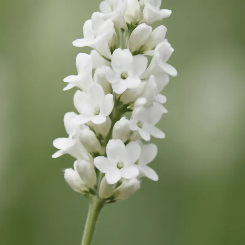 Lavendel – wit – afbeelding 1