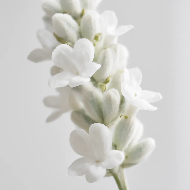 Lavendel – wit – afbeelding 2