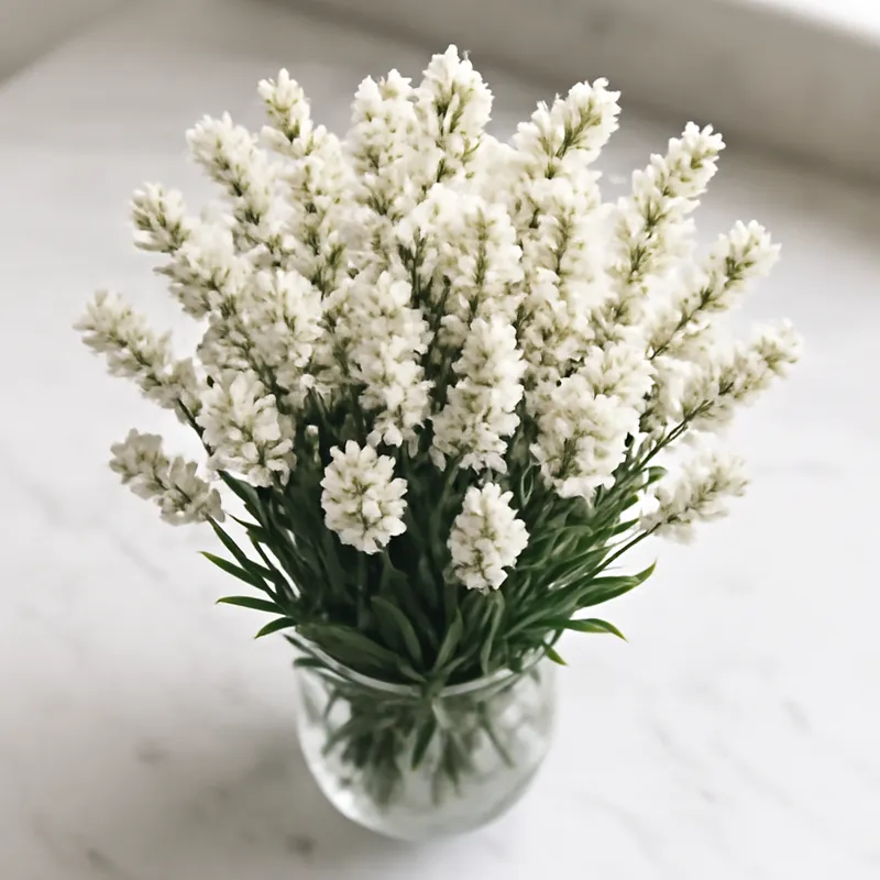 Lavendel – wit – afbeelding 3