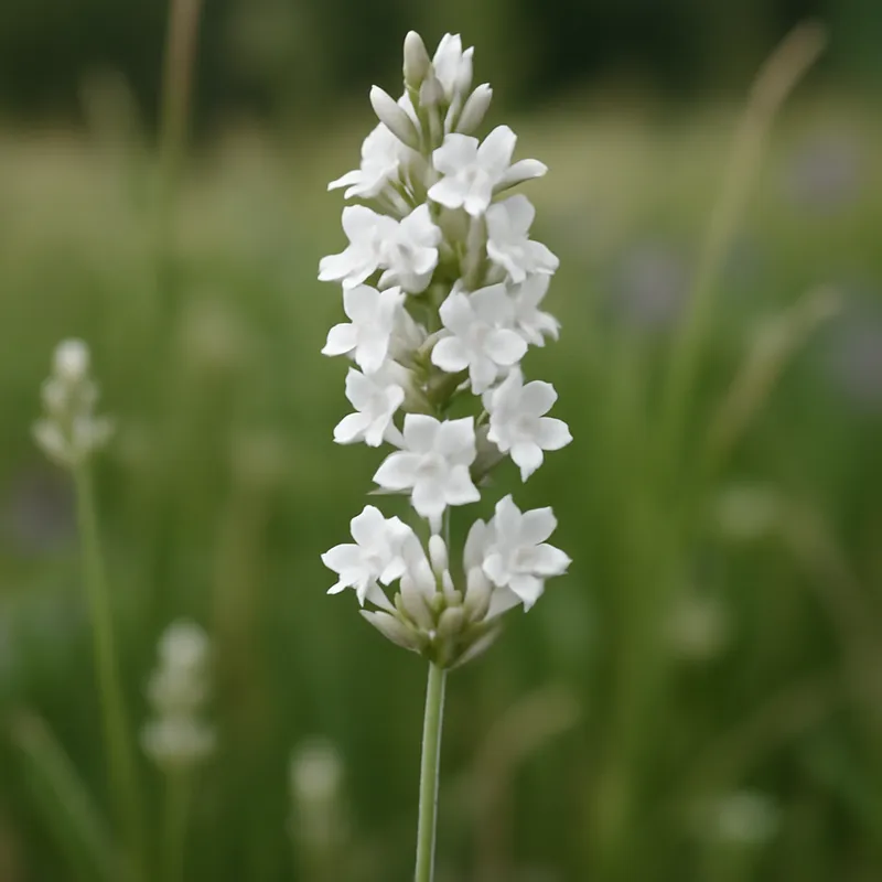 Lavendel – wit – afbeelding 4