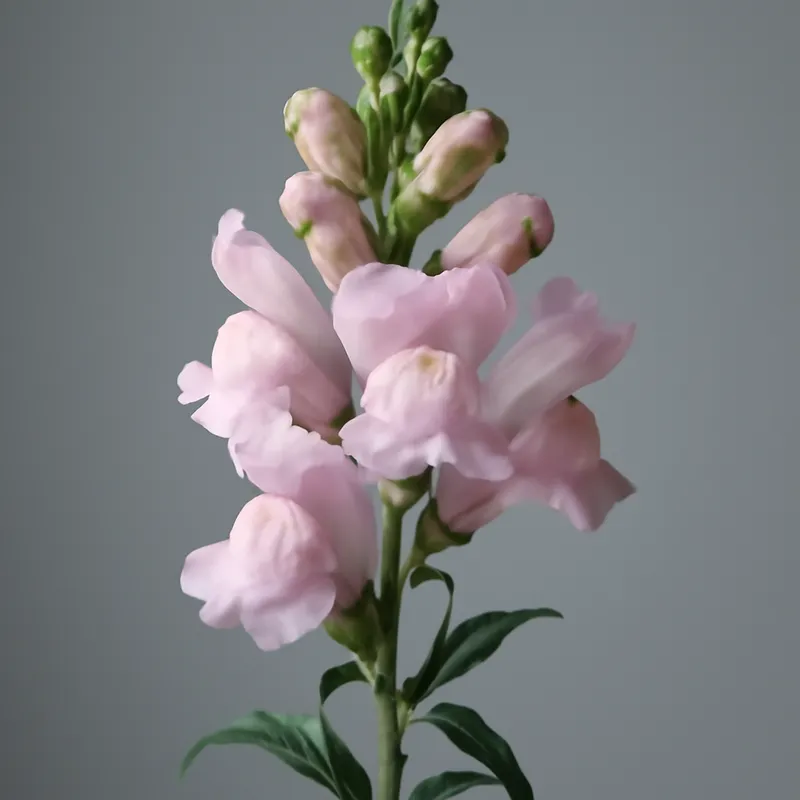 Leeuwenbek – roze – afbeelding 1