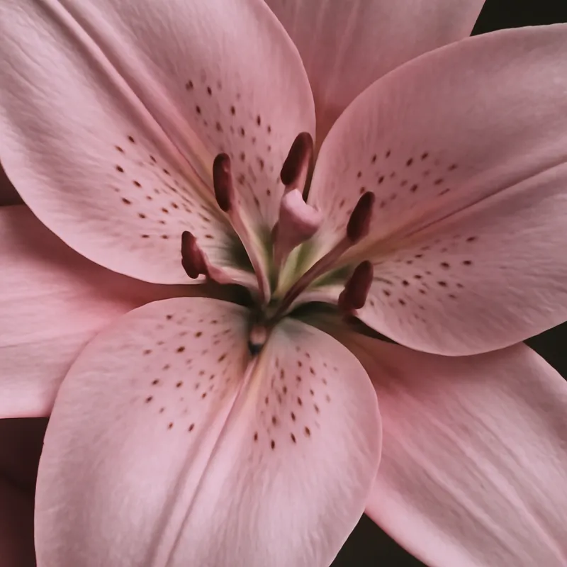 Lelie – roze – afbeelding 2