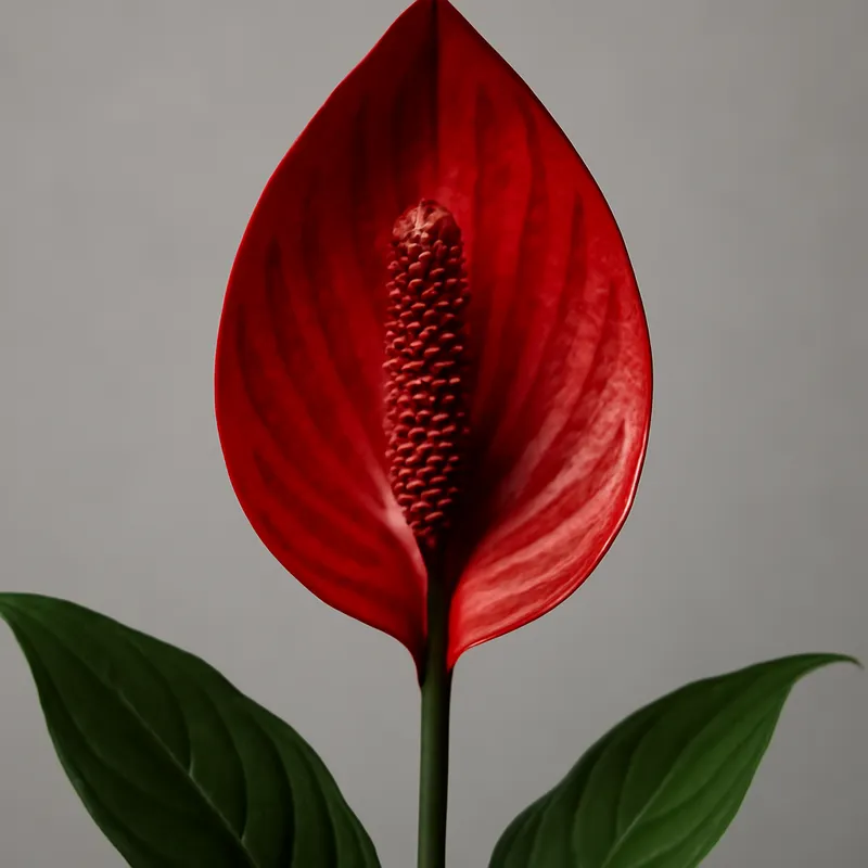 Lepelplant – wit – afbeelding 1