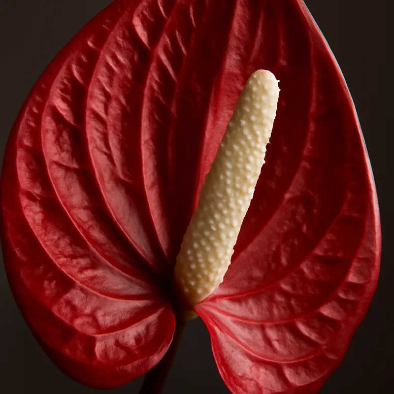 Lepelplant – wit – afbeelding 2