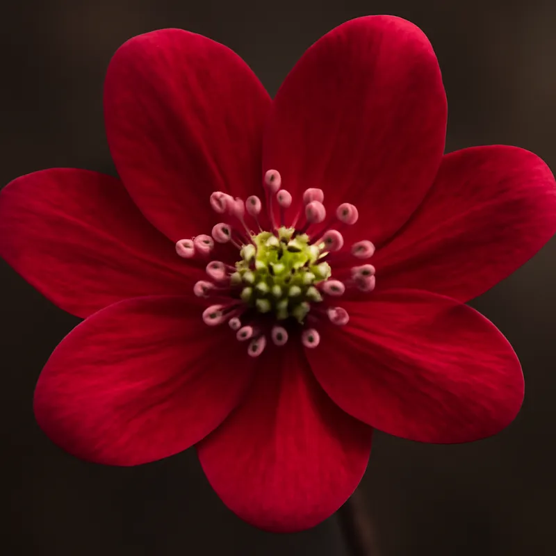 Leverbloempje – rood – afbeelding 2