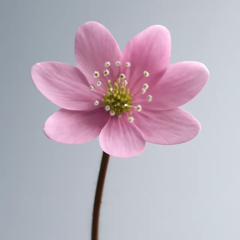Leverbloempje – roze – afbeelding 1
