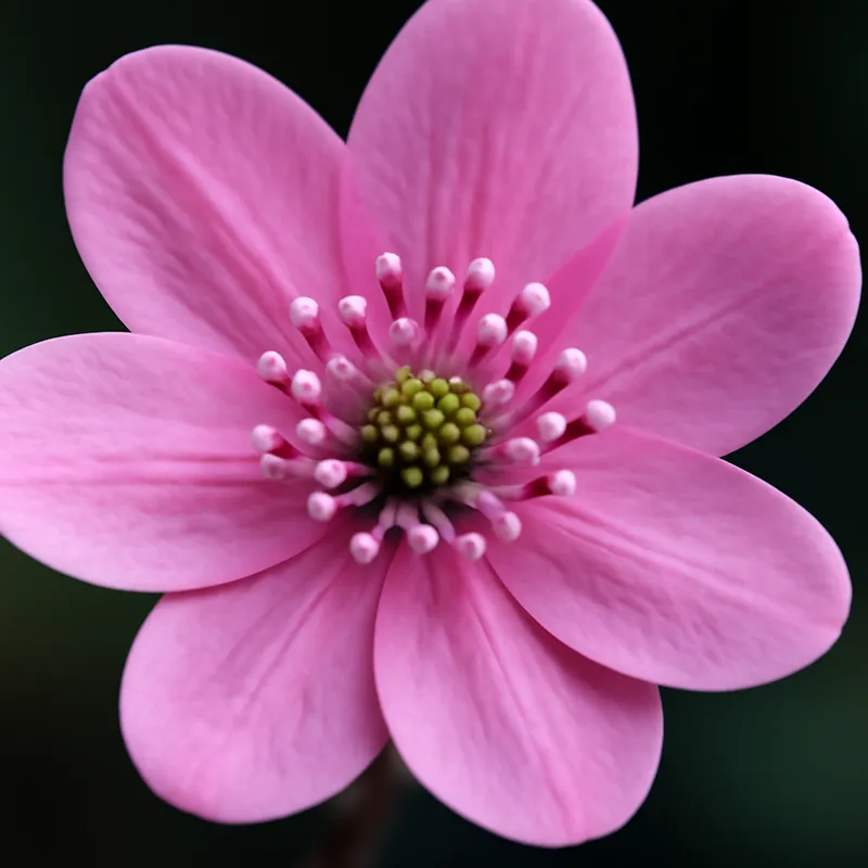 Leverbloempje – roze – afbeelding 2