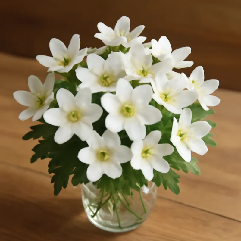 Leverbloempje – wit – afbeelding 3