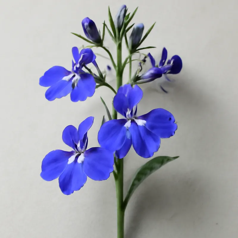 Lobelia – klassiek – afbeelding 1