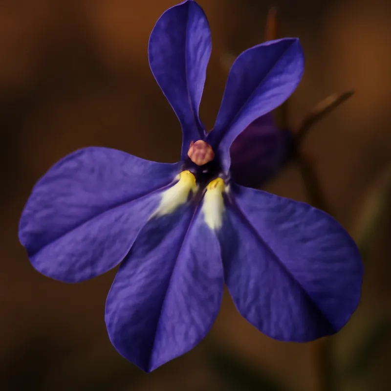 Lobelia – klassiek – afbeelding 2