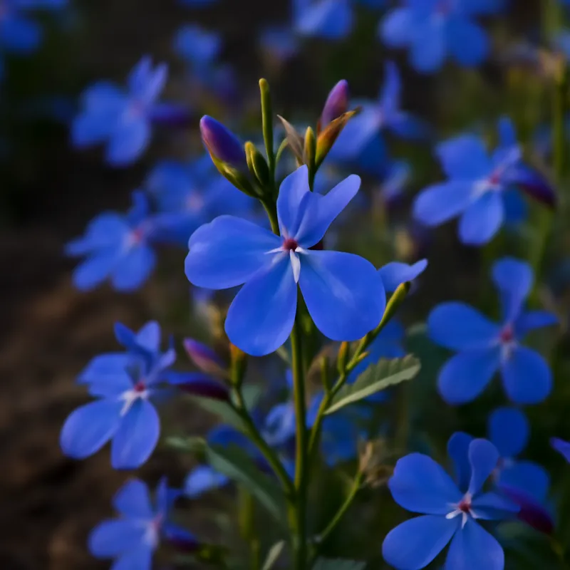 Lobelia – klassiek – afbeelding 4