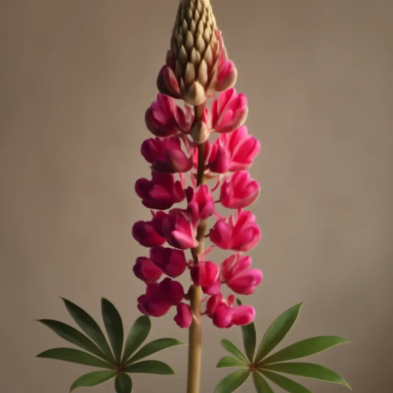 Lupine – klassiek – afbeelding 1