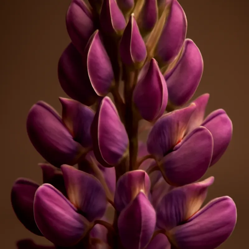 Lupine – klassiek – afbeelding 2