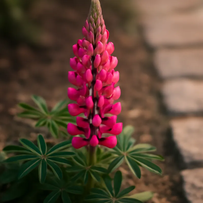Lupine – klassiek – afbeelding 4