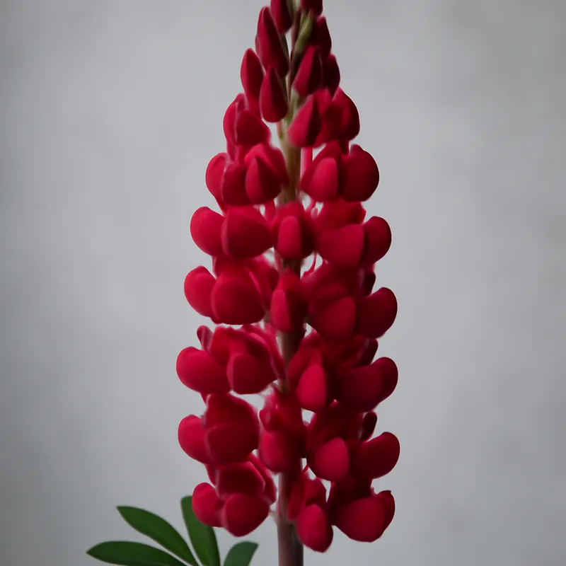 Lupine – rood – afbeelding 1