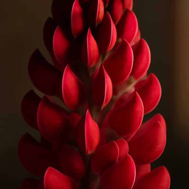 Lupine – rood – afbeelding 2