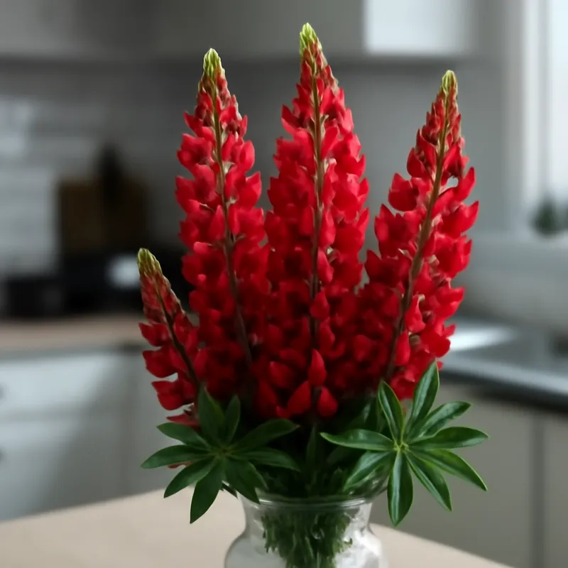 Lupine – rood – afbeelding 3