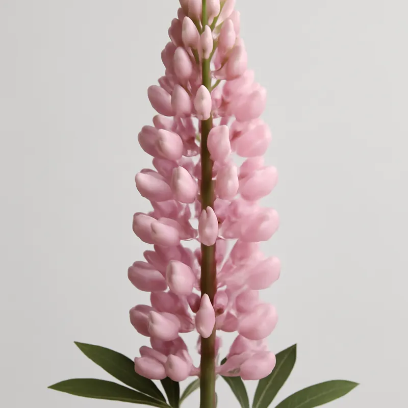 Lupine – roze – afbeelding 1