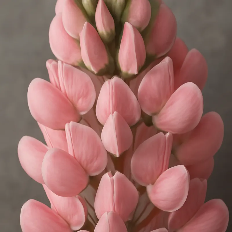 Lupine – roze – afbeelding 2