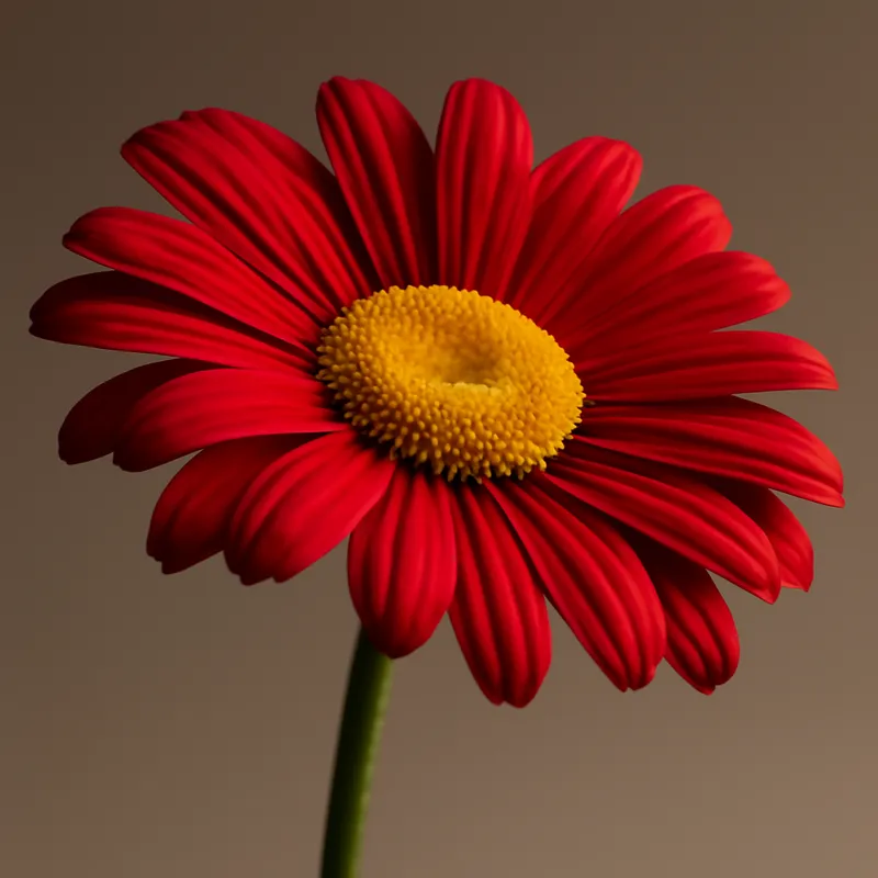Madeliefje – rood – afbeelding 1