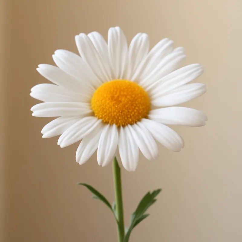 Margriet – klassiek – afbeelding 1
