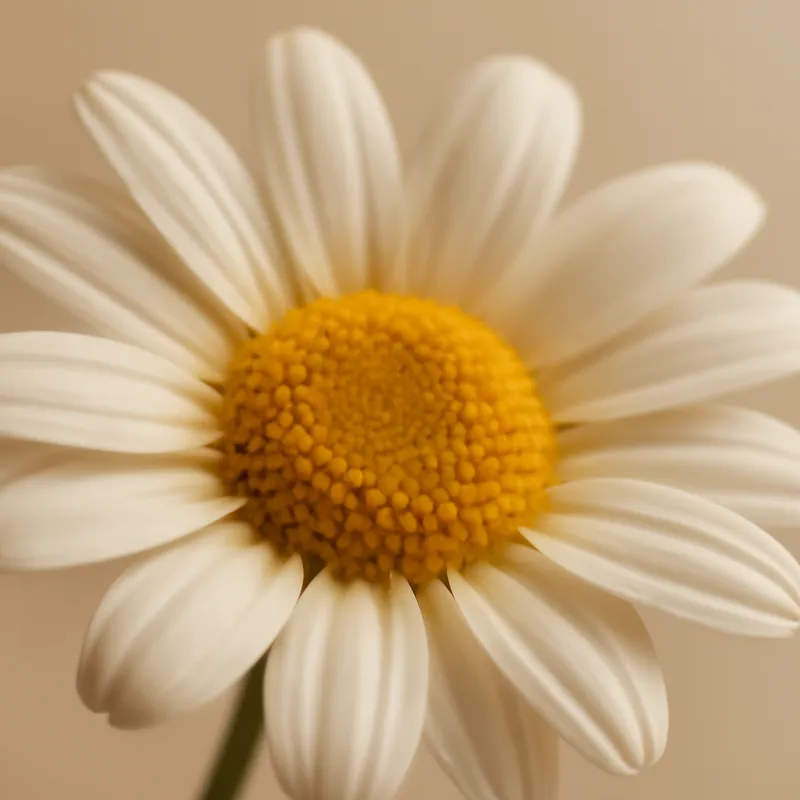 Margriet – klassiek – afbeelding 2