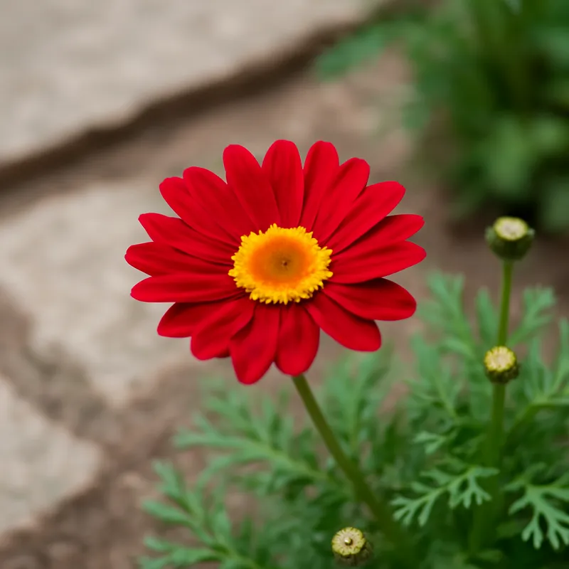 Margriet – rood – afbeelding 4
