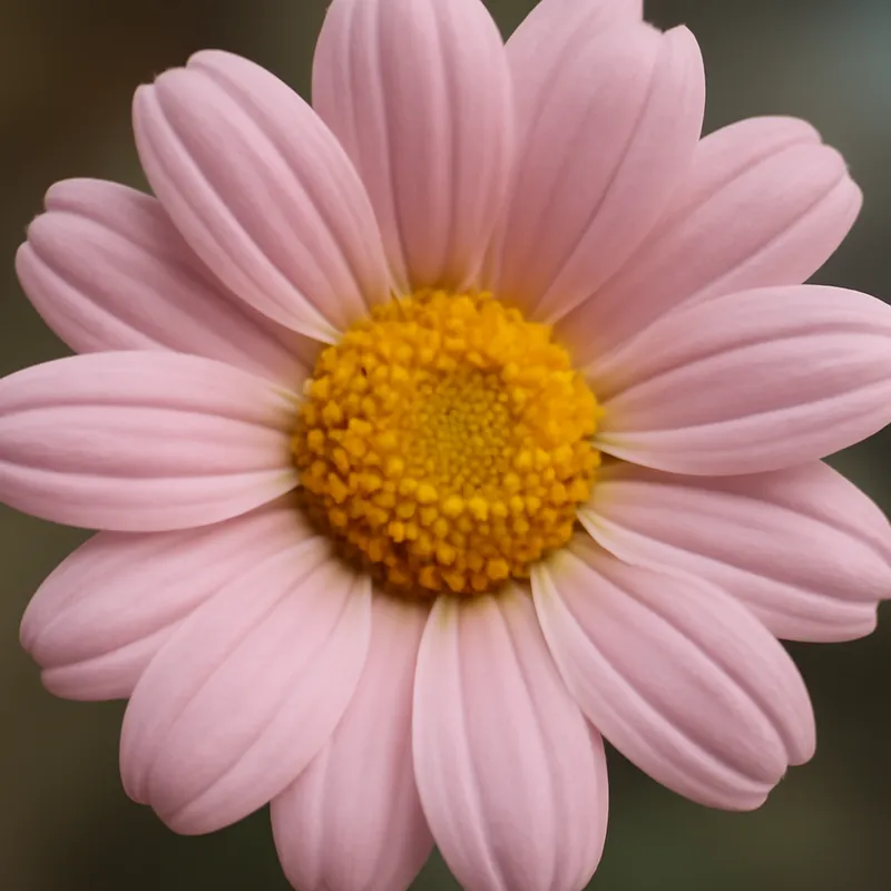Margriet – roze – afbeelding 2