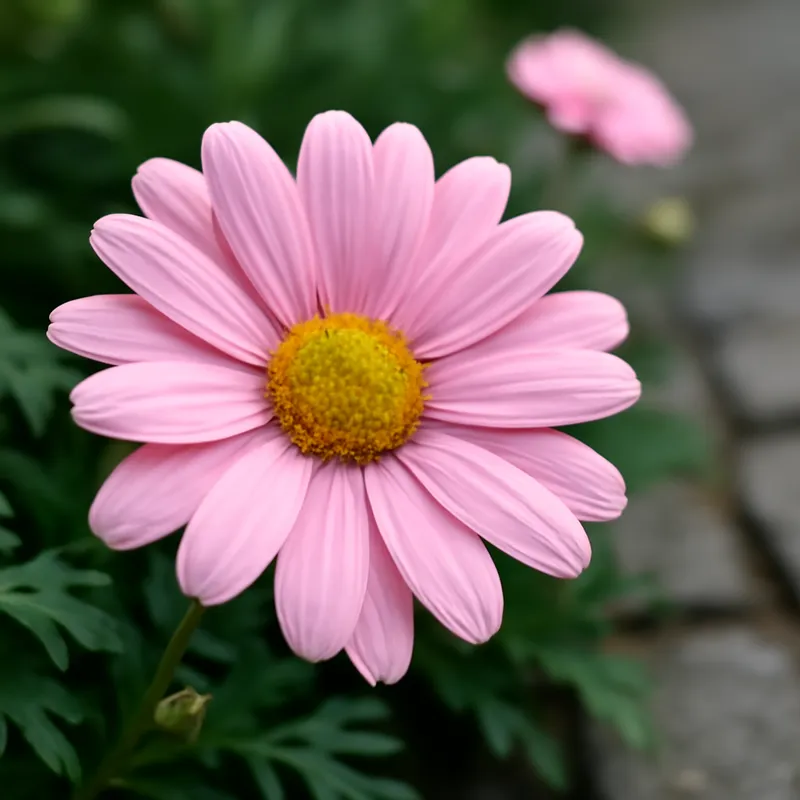 Margriet – roze – afbeelding 4