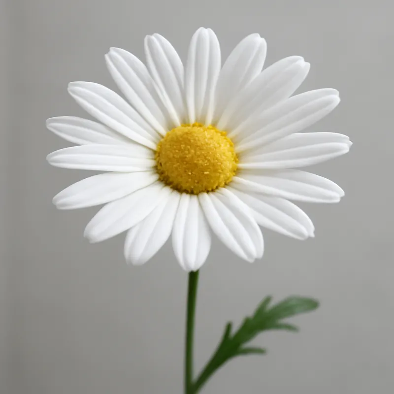 Margriet – wit – afbeelding 1