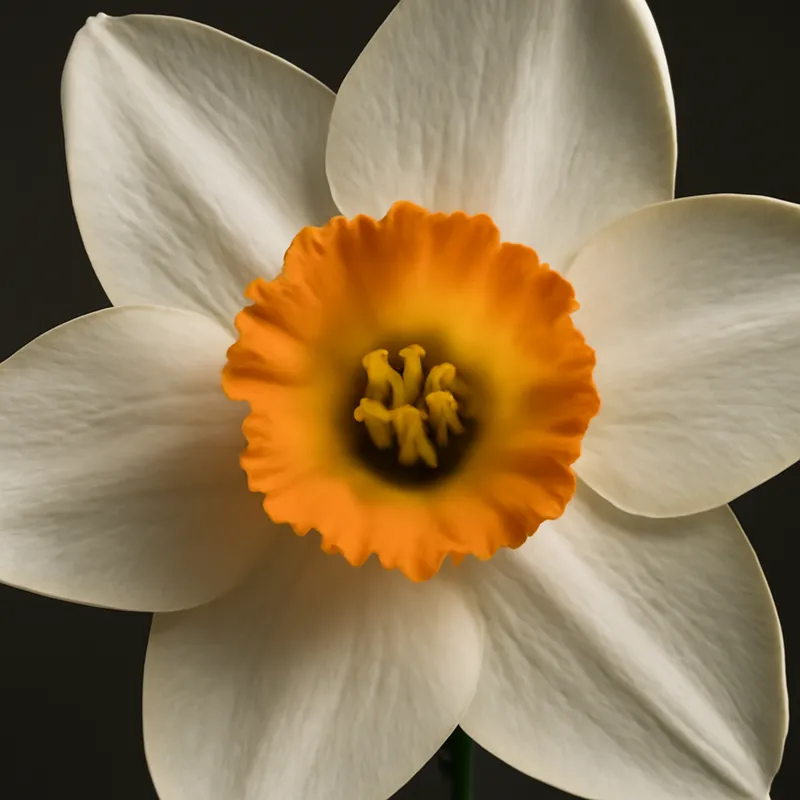 Narcis – klassiek – afbeelding 2
