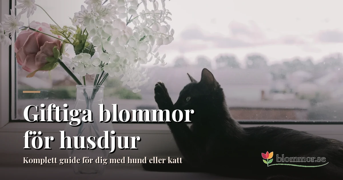 Giftige bloemen voor huisdieren