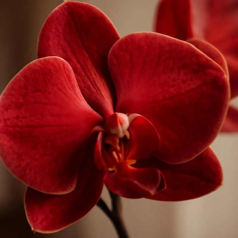 Orchidee (brudorkidé) – rood – afbeelding 2
