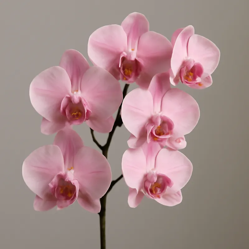 Orchidee (brudorkidé) – roze – afbeelding 1