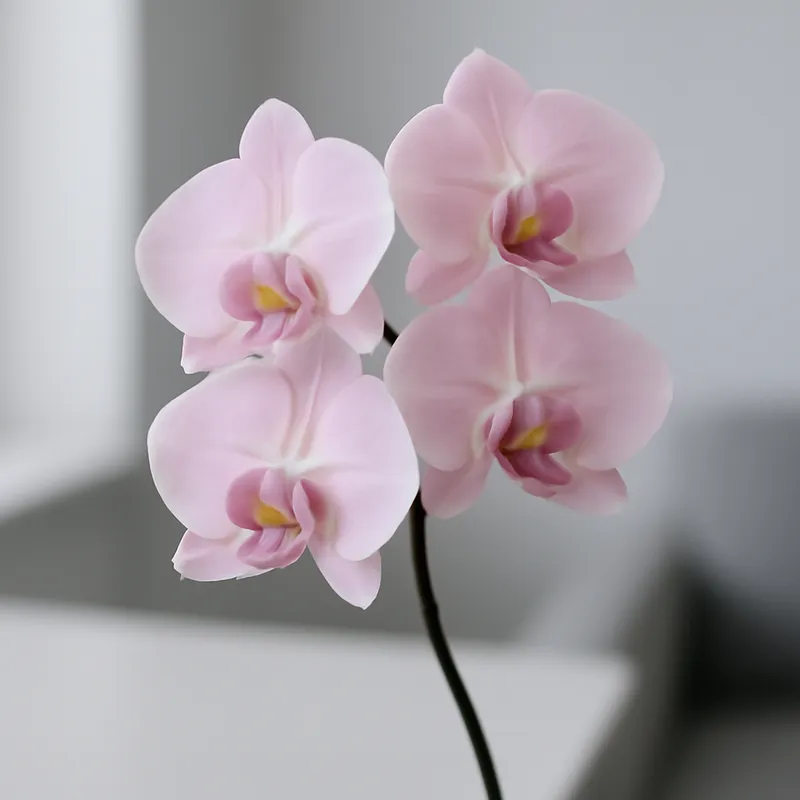 Orchidee (brudorkidé) – roze – afbeelding 3