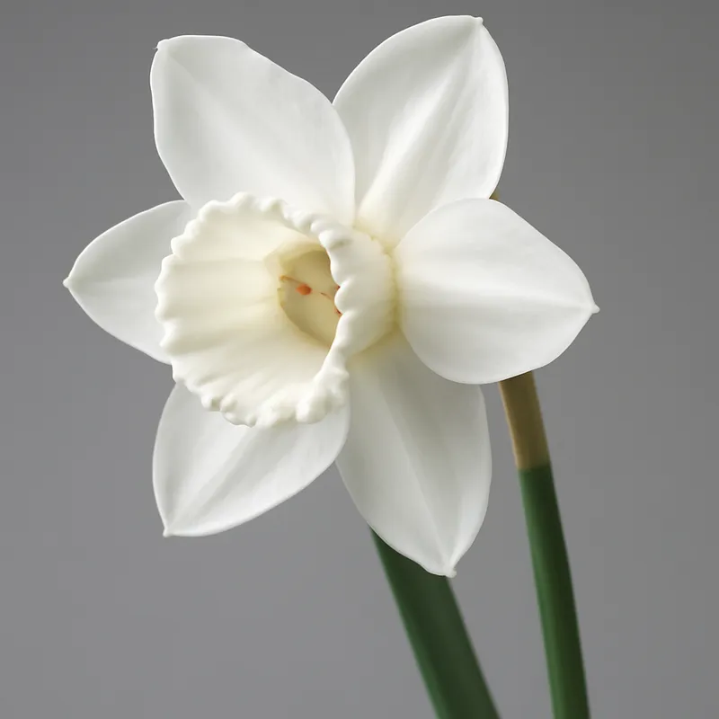 Paasnarcis – wit – afbeelding 1