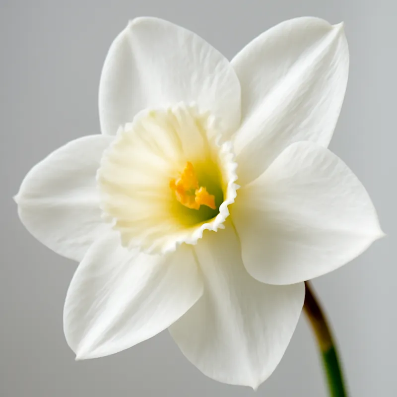 Paasnarcis – wit – afbeelding 2