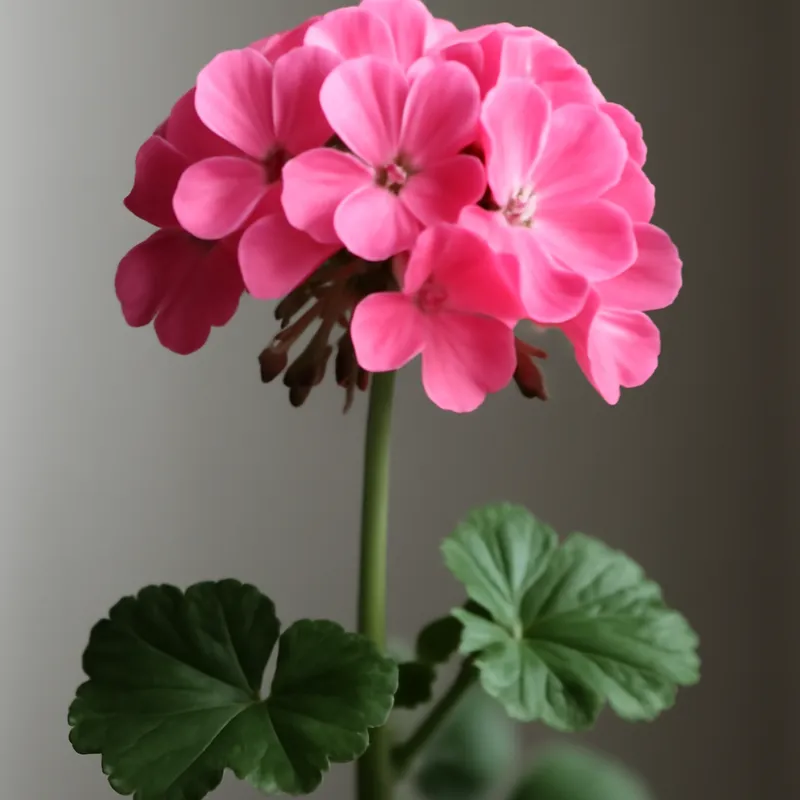 Pelargonium – klassiek – afbeelding 1