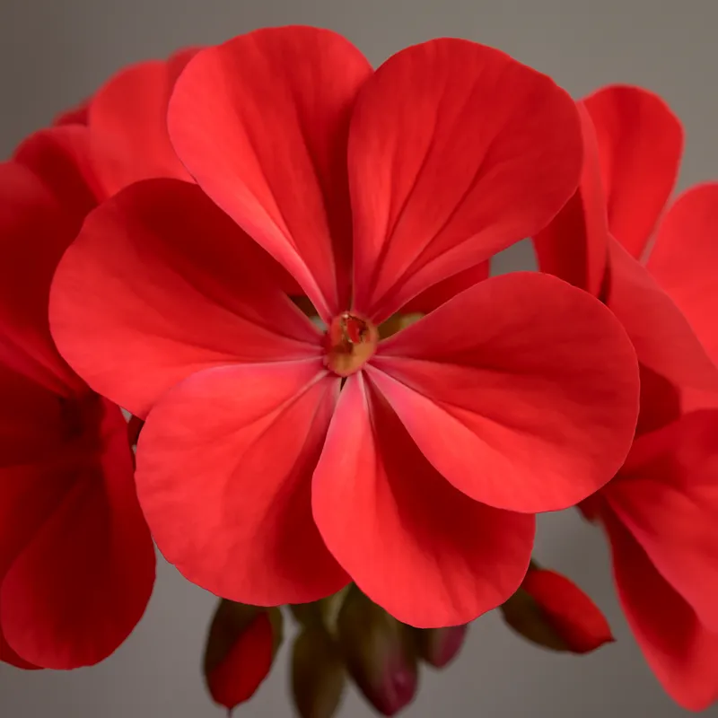 Pelargonium – klassiek – afbeelding 2