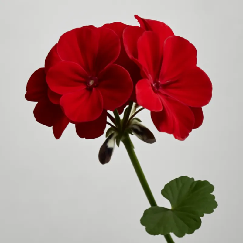 Pelargonium – rood – afbeelding 1