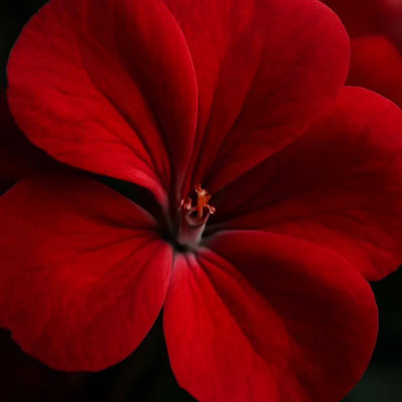 Pelargonium – rood – afbeelding 2