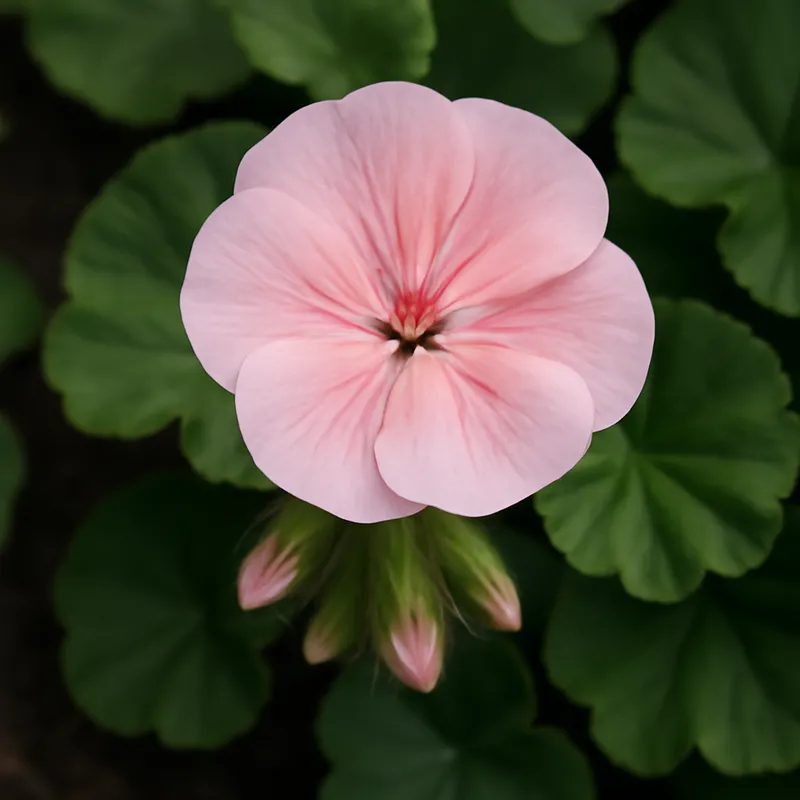 Pelargonium – roze – afbeelding 4