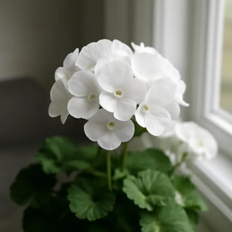 Pelargonium – wit – afbeelding 3