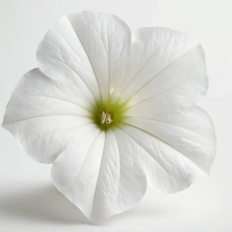 Petunia – wit – afbeelding 2