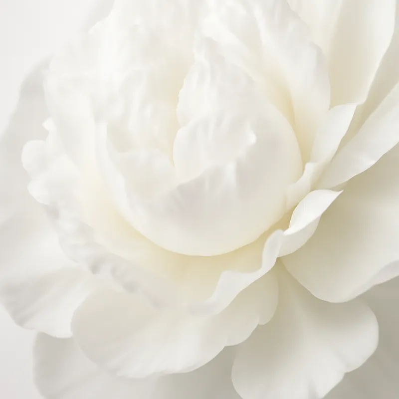 Pioenroos – wit – afbeelding 2