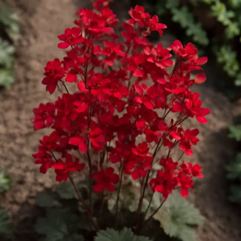 Purperklokje – rood – afbeelding 4