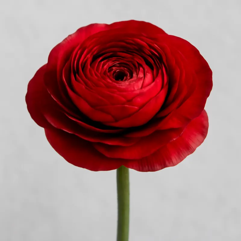 Ranonkel – rood – afbeelding 1