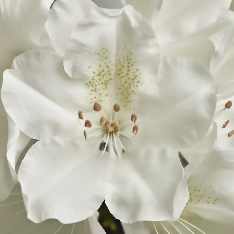 Rhododendron – wit – afbeelding 2